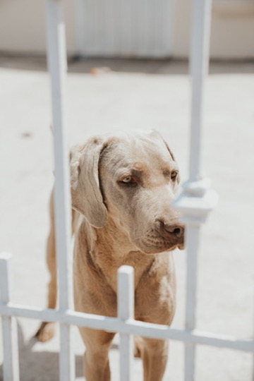 Weimaraner dog peeking through a white gate